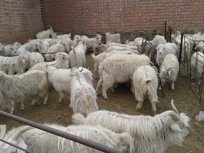 100 Pure Mongolia Dehaired Pashmina Wool Fiber Cashmere Fibre From