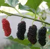 Natural new excellent quality dried Morus alba L seeds