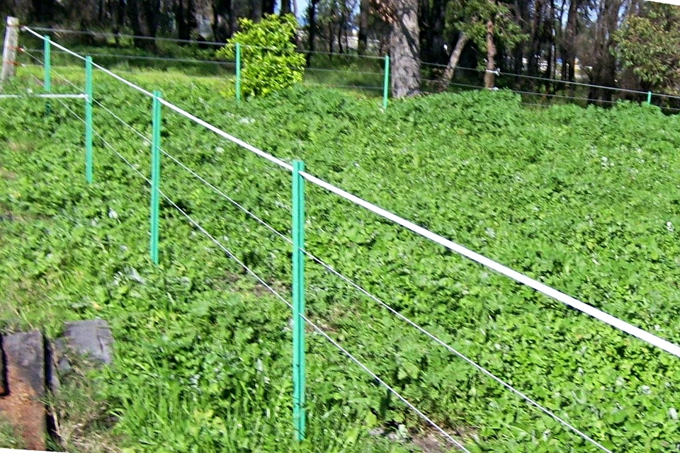 electric fence post.JPG