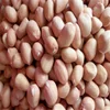 big size round wholesale peanuts kernel peanuts buyers