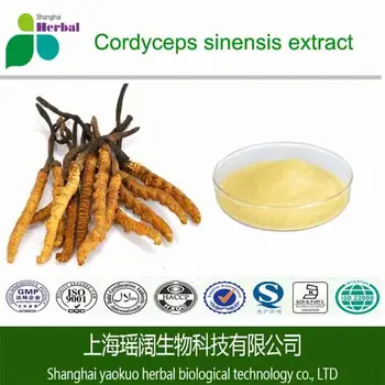 Cordyceps Sinensis Price/ Cordyceps Sinensis Extract - Buy Cordyceps ...