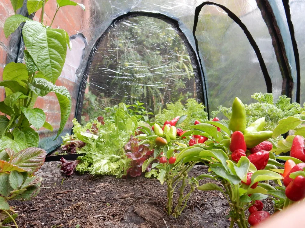 Защищенный туннель. Poly tunnel. Polly plantar.