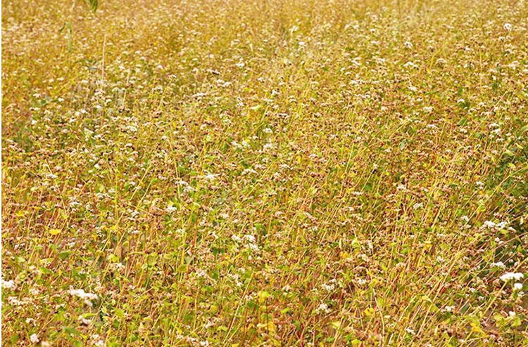 wholesale_buckwheat.png