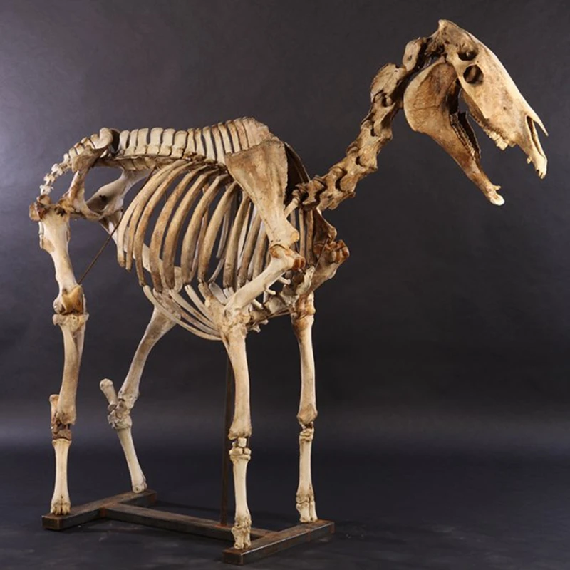 lebensgroße pferd skelett tierskelett modell