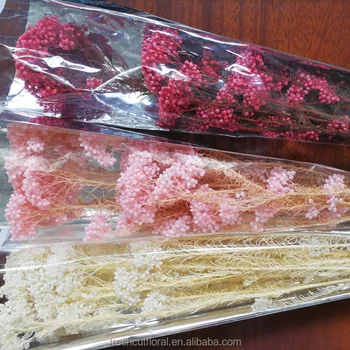 2017 Nouvelle Arrivée Préservé Millet Fleur Longue Durée De Riz Séché Fleur Bouquet Au Prix De Gros Buy Fleur De Millet Séchée Conservéepetite
