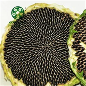 55+ Gambar Bunga Matahari Hitam Putih Paling Cantik 55+ Gambar Bunga Matahari Hitam Putih Paling Cantik
