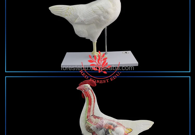 Chicken-Model_09.jpg