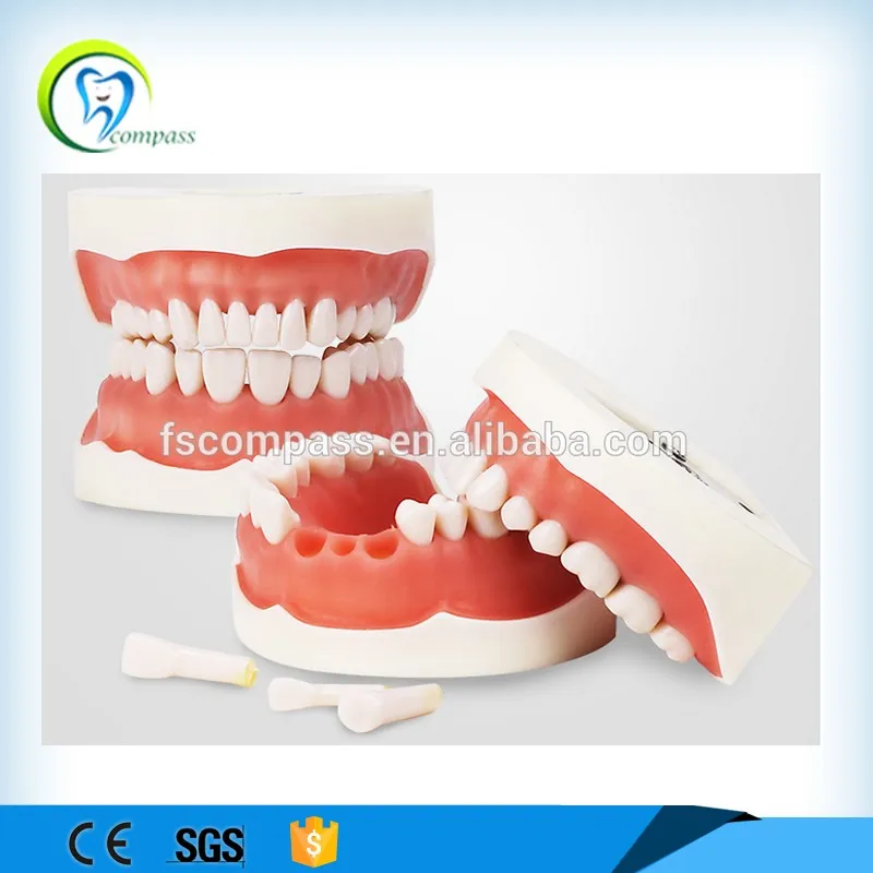 Foshan Compass Hard Gum Dental Practicec Dental Practice Teeth Model