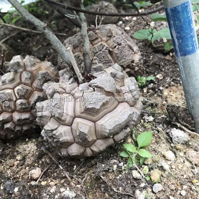 Dioscorea elephantipes (5).jpg