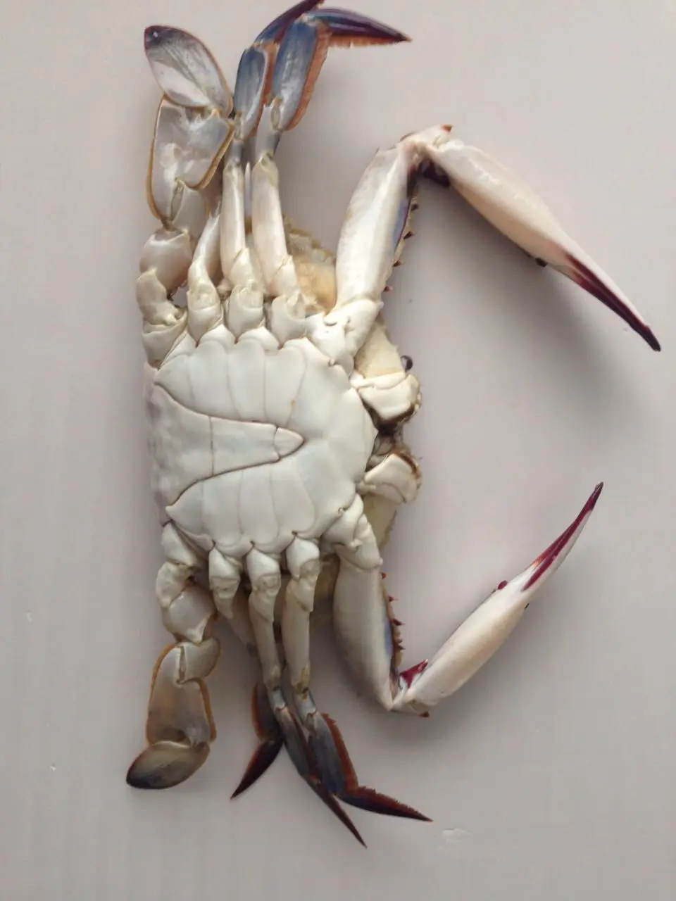 frozen blue swimming crab-new landing 2019-full meat