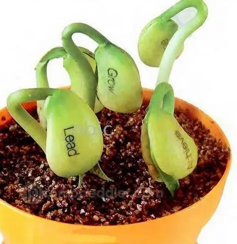 magic bean plant