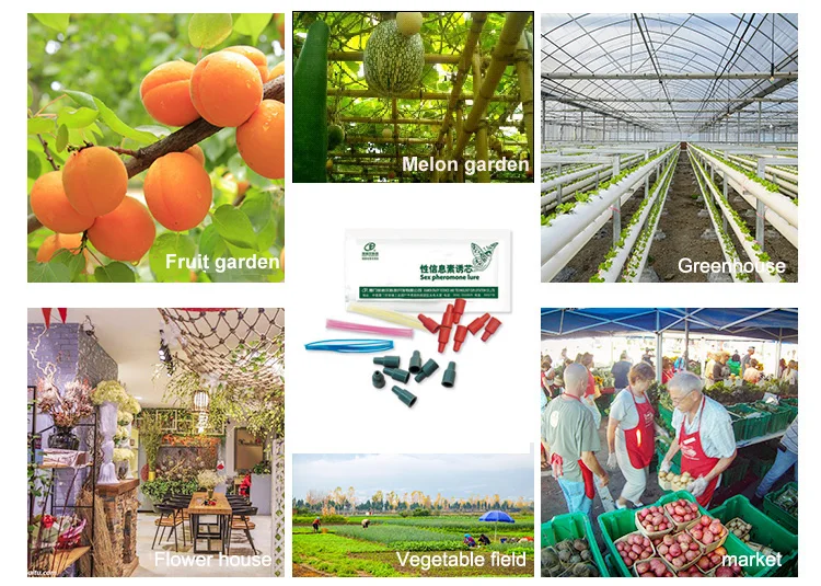 Insect pheromone lure.jpg