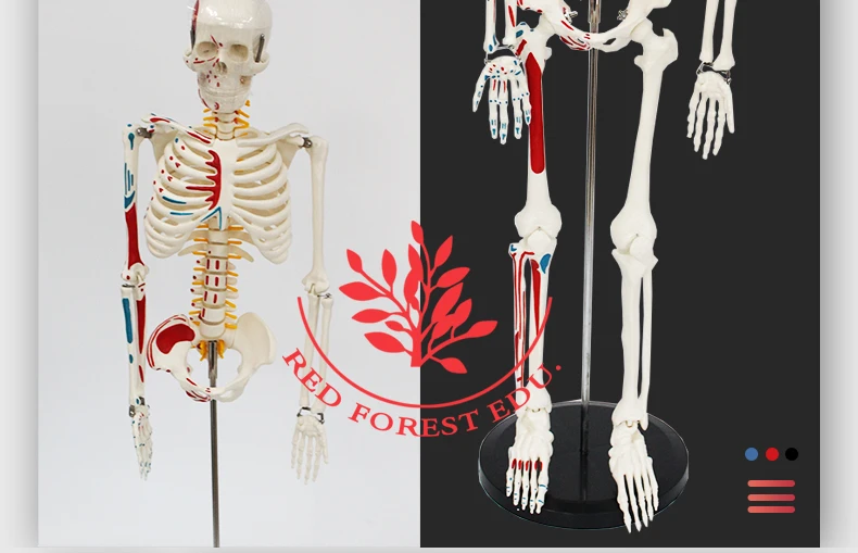 2 artificial skeleton.jpg