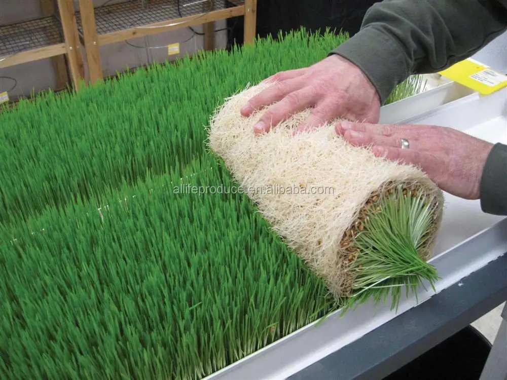 fodder machine (2).jpg