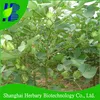 High production crop seeds hybrid cotton seeds for farming