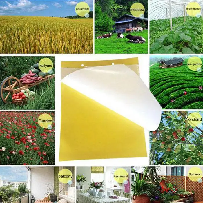  Mosquito Insect Glue Trap .jpg