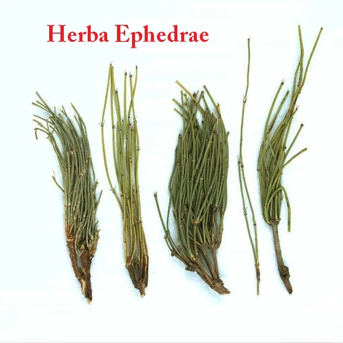 Ma Huang 2018 Chinese Fresh Heaba Ephedrae Buy Herba