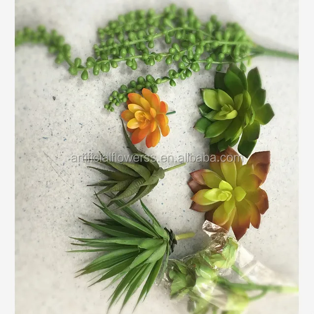 succulent3_meitu_8.jpg