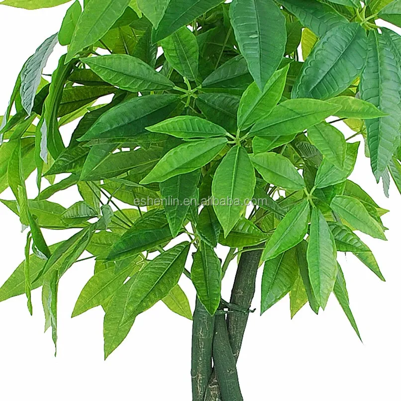 Chinese Pachira Aquatica Malabar Chestnut Braided Artificial Bonsai
