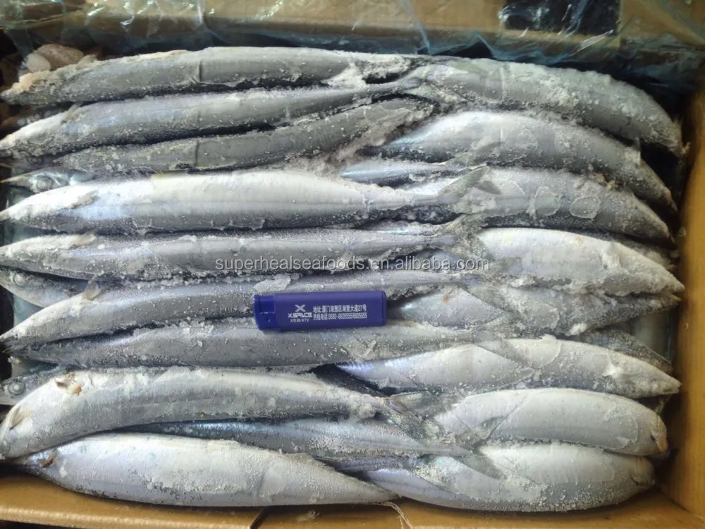 Frozen Mackerel Pike Cololabis Saira #1 - Buy Frozen Mackerel Pike ...