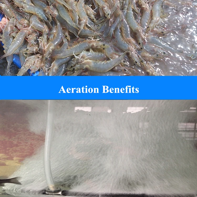 Nano Mangueira Aero Tube diffuser for aquaculture