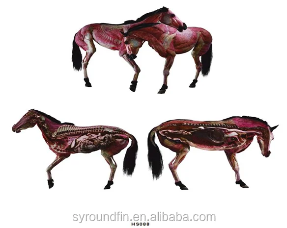 Plastinated Specimen Animal Horse Penis Horse Specimens - Buy Specimen