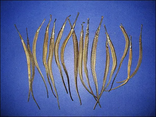 hai long sea dragon herbal medicine uk