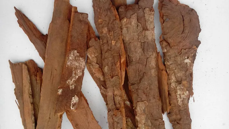 6023 ka bin da pi herb medicine cabinda tree b