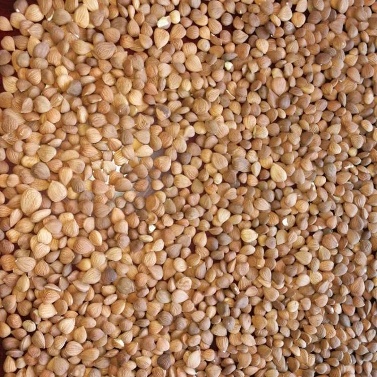 
100% BITTER APRICOT KERNELS/SEEDS CROP 2018(BAK) 
