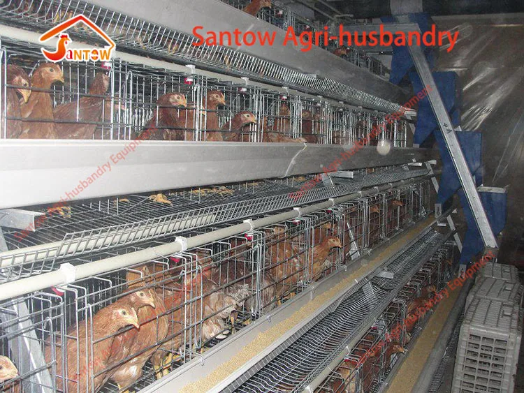 Automatic chicken cages hot galvanized poultry cage cheap price laying hen battery cage for layer farm design