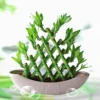 Farm price dracaena sanderiana live indoor aquatic ornamental chinese fengshui plants pyramid lucky bamboo