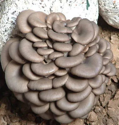 批发保健品有机平菇平菇提取物 - buy nushroom powder extract