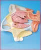 Median Sagittal Section of Nasal Cavity Model(Anatomical Model)