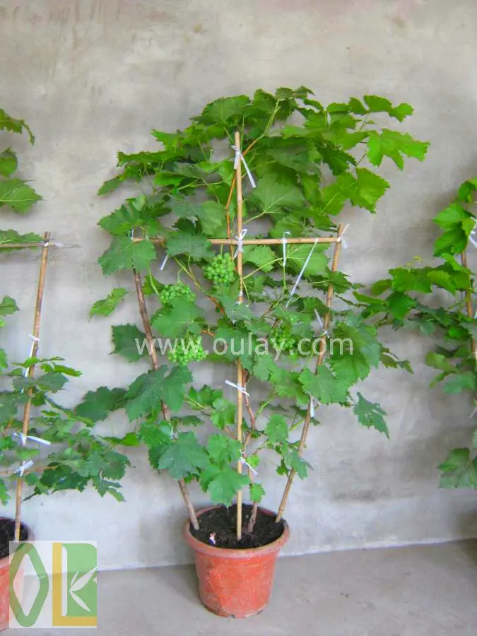 50厘米花园竹棚架的配套厂 Buy 植物盆栽棚架 葡萄架 格子product On Alibaba Com