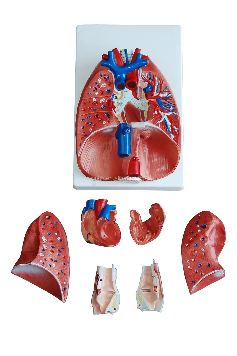 human larynx, heart and lung model
