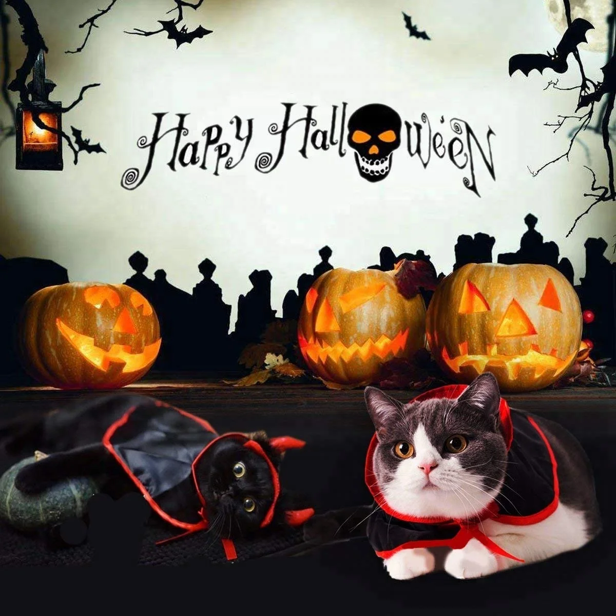 Halloween pet. Котенок Хэллоуин. Кошки для Хэллоуина. Собака и кошка Хэллоуин. Атрибуты для Хэллоуина коты.