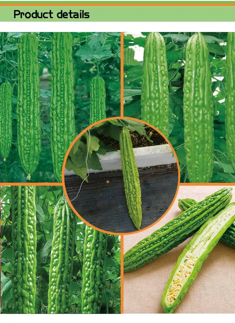 Hybrid Bitter Gourd Seeds/bitter Melon Seeds For Sale Bumper F1 Buy