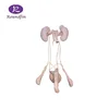 plastinated human body parts,male urinary and reproductive system with kidney and penis