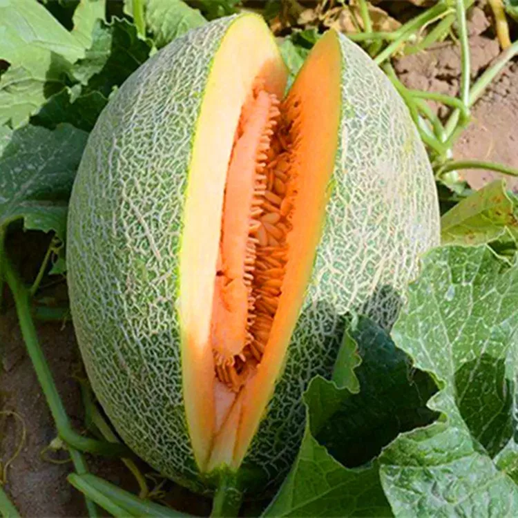 Shuangxing Sweet Melon Seed With High Resistance For Wholesale Ckm No