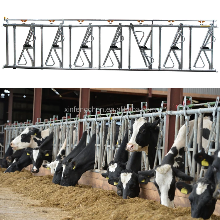 Cow Farm Equipment Dairy Free Stall Cow Headlock Cow Free Stall Buy