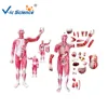 Human body muscles dissection model attach viscera model, body muscles dissection,viscera model