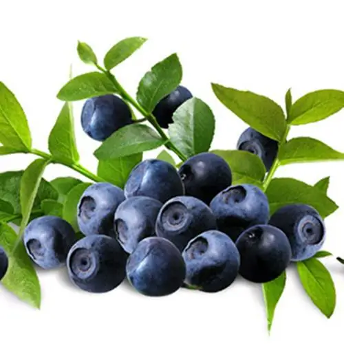 wholesale acai berry