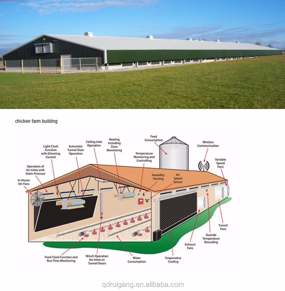 Low Cost Chicken Cage Structure Poultry House Shed Broiler/layer Farm