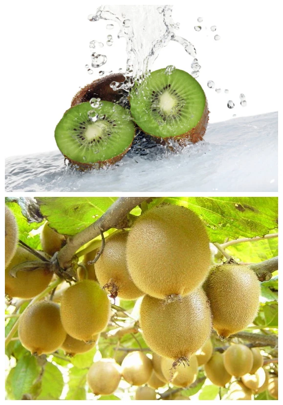 Wholesale Price Fresh Kiwi Fruit,Kiwi Fruit Extract,Kiwi Fruit Extract