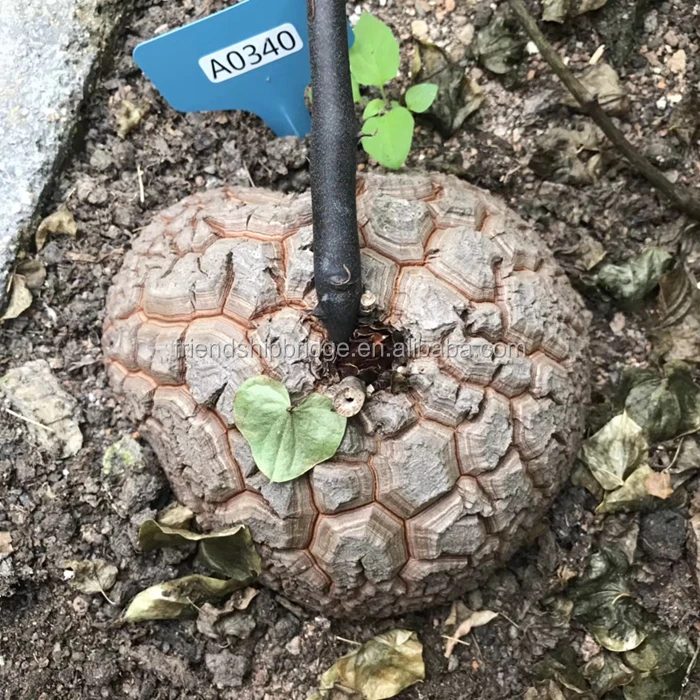 Dioscorea elephantipes 12.jpg