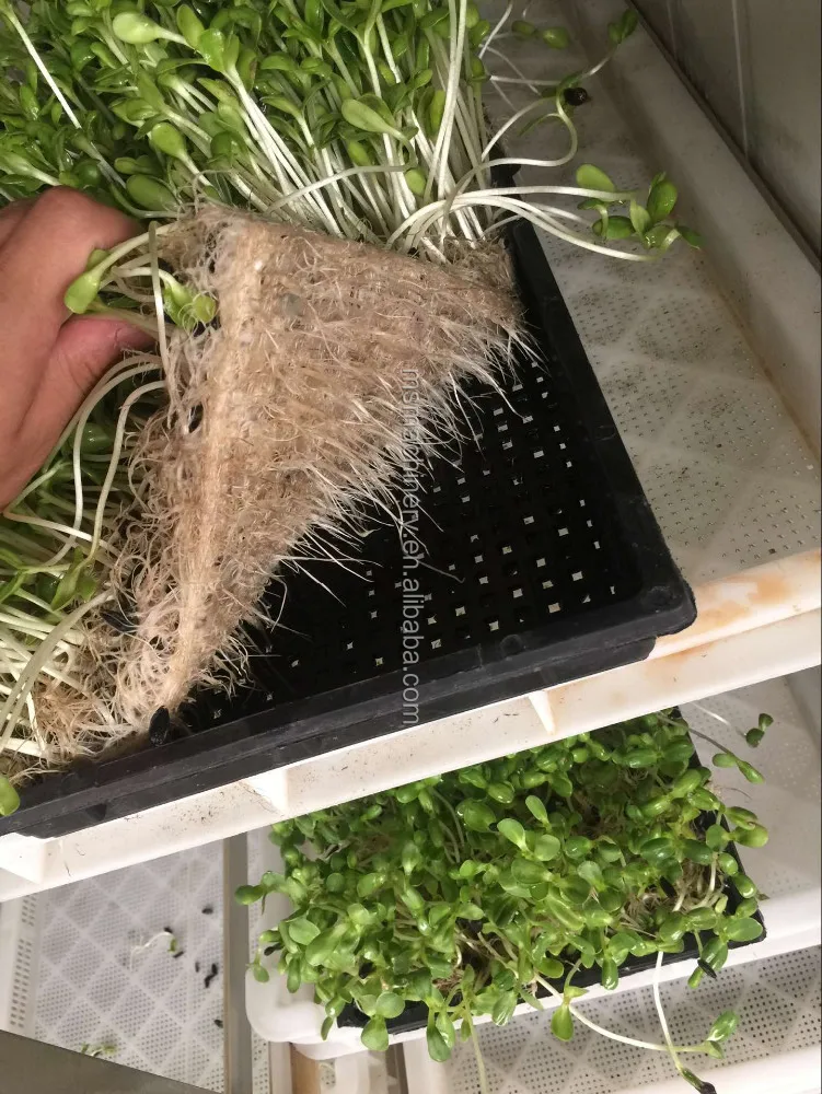 Commercial Sprout Equipment Sprouting Seeds Garlic Sprouting Machine