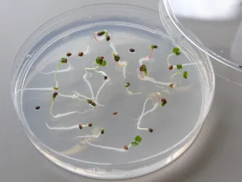 Germinating seeds on agar (Featured).jpg