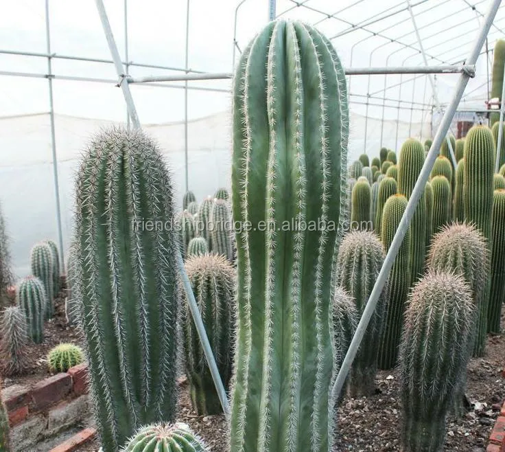 Carnegiea gigantea Britton et Rose (12).jpg