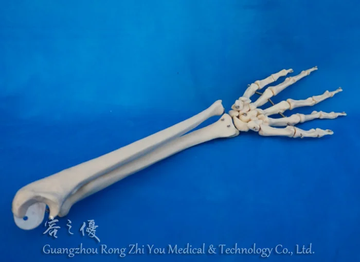 Longgar Tangan Kerangka Manusia Dengan Ulna Dan Radius Buy Longgar Model Tangan Model Skeleton Manusia Ulna Dan Radius Model Product On Alibaba Com