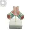 human medical Normal bronchial model for respiratory system